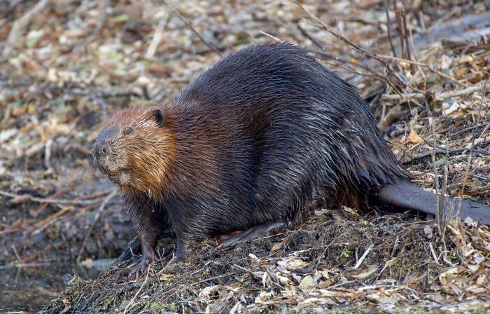 Beaver with wet fur on riverbank surrounded by dry leaves, an example of the toughest animals in the world.