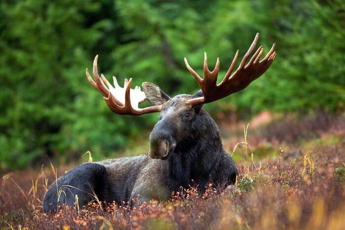 Moose with large antlers resting in a forest clearing, showcasing one of the toughest animals in the world.