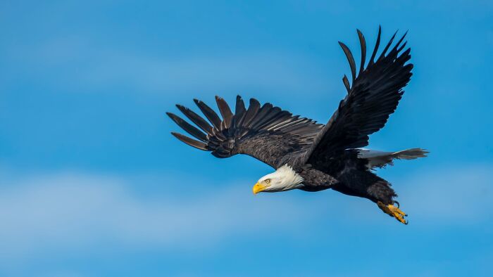 Bald eagle soaring in blue sky, representing one of the toughest animals in the world known for strength and resilience.