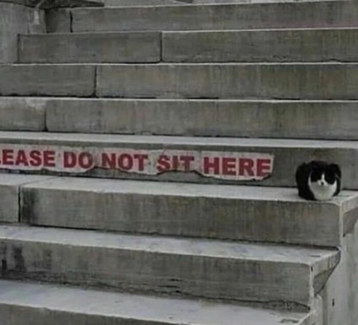 Animals-Places-They-Shouldnt-Be-Pics