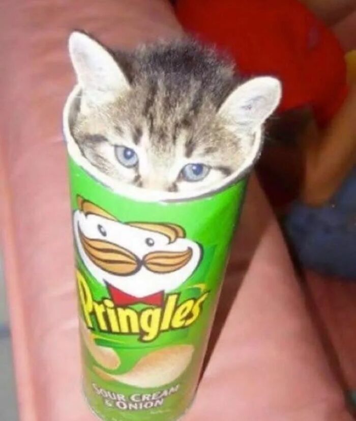 Animals-Places-They-Shouldnt-Be-Pics