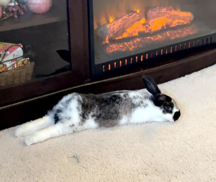 Frank y el agujero que hizo en la alfombra 
