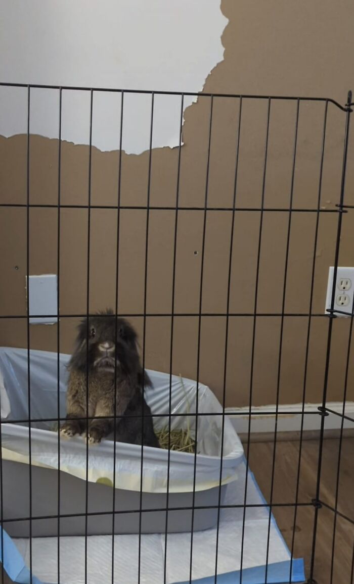 She Only Rips Pieces From The Wall And Litters Them On The Floor, She Does Not Eat Them. She, Along With Her Husbun Teddy, Choose Destruction Over Any Toy Or Bunny Treat Offered