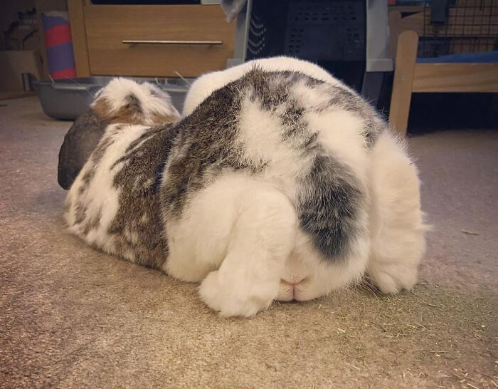 ¡La primavera está en el aire y Cocoa está un poco juguetón! Sí, está sentado en la cara de Marsha 