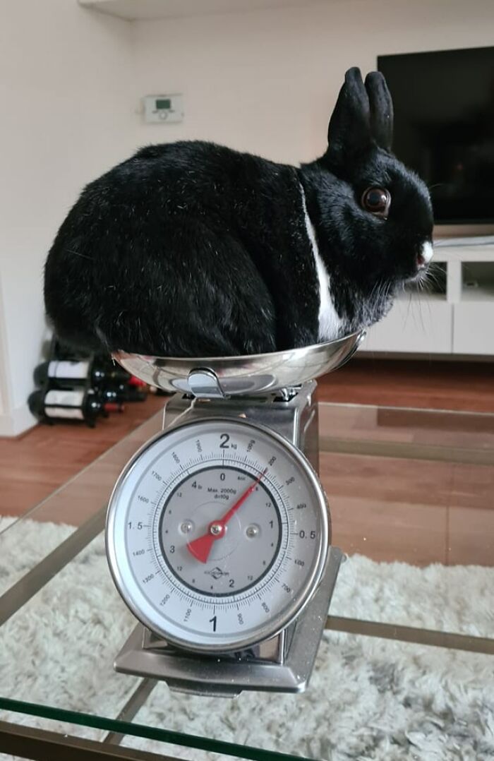  Esta tonta le roba toda la comida a su amigo y se niega a perder peso. No le hizo gracia que tuviéramos que pesarla 