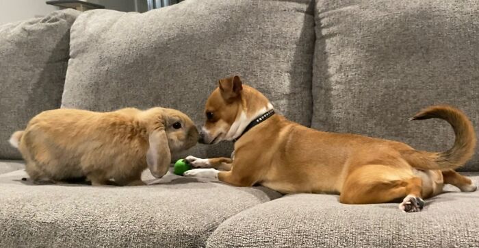 ¡¡¡Se llevan taaan bien!!! ¡Y el perro es una aspiradora viviente! Tengo que estar pendiente de que no se coma la caca del conejo 