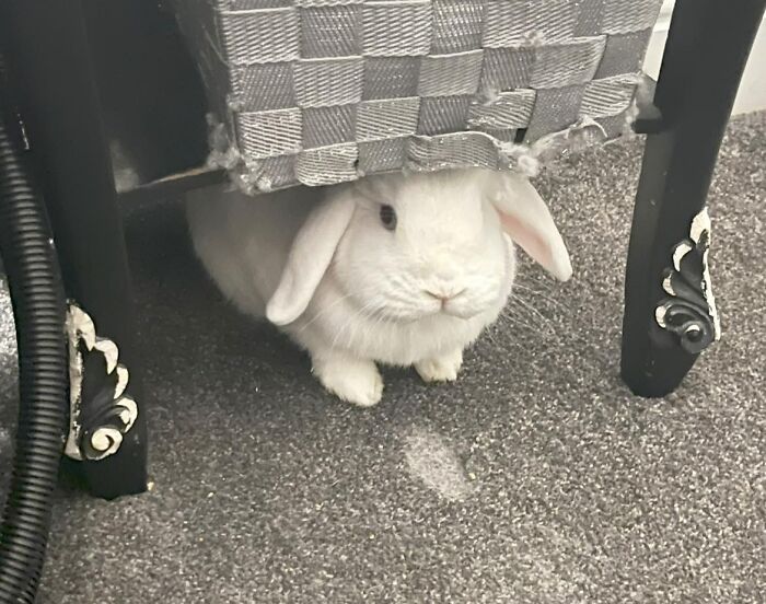 The Art (My Bedside Table) And The Artist (Boo) This Is The Result Of Many Months Work