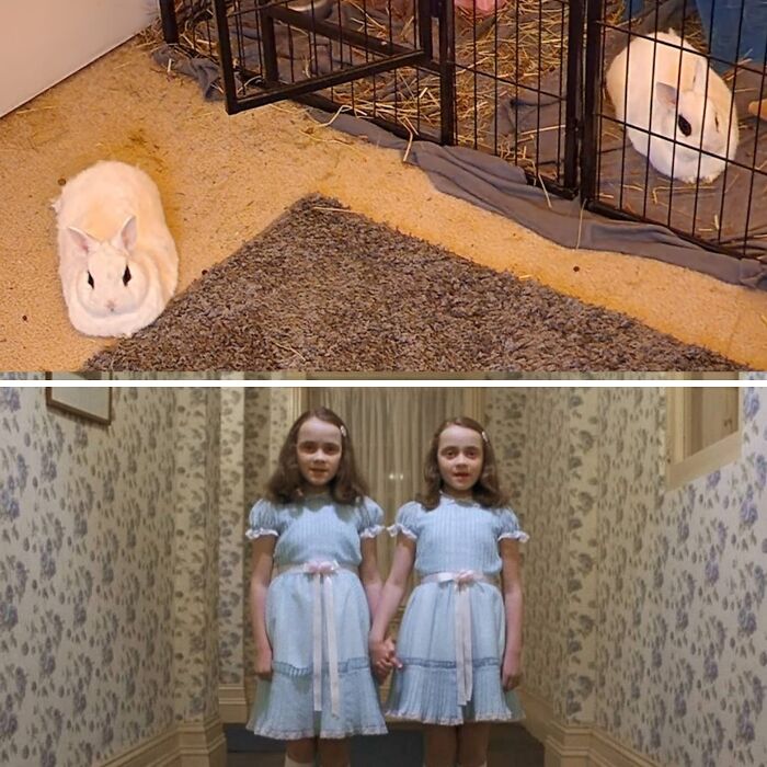 Bunny Sisters Plotting 😈🐰🐰👭 My Buns Like, Céline And Chloé, Like To Sit Equidistant In This Creepy Way Lol