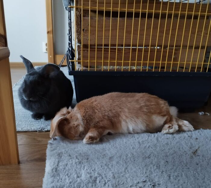 The Name Of The Picture Is "Dead Husband And The Mourning Widow"