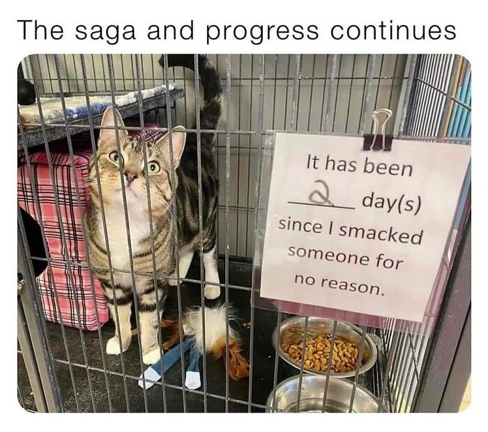 Funny-Cat-Jokes-Memes-Meow-Incorporated