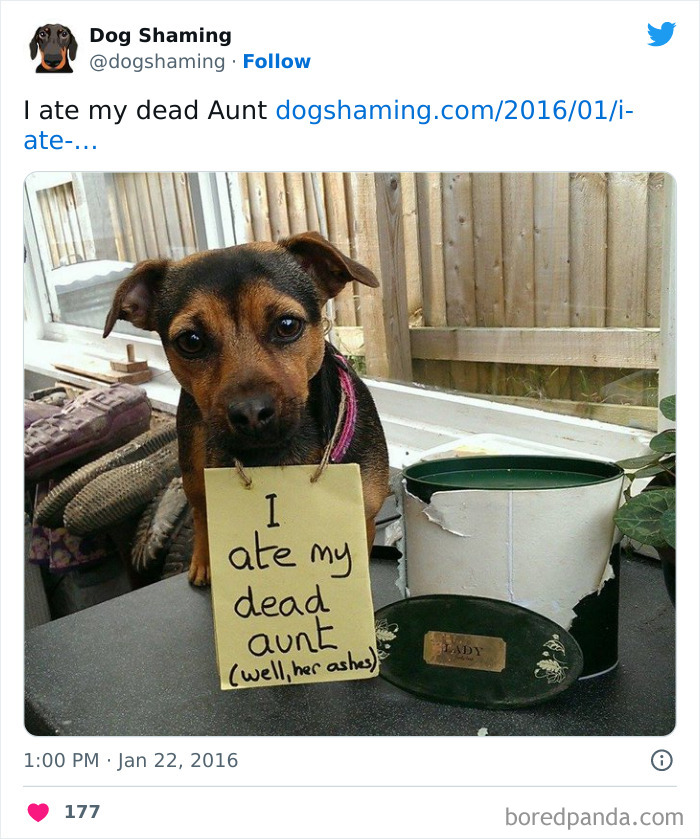 Funny-Dog-Shaming-Pics