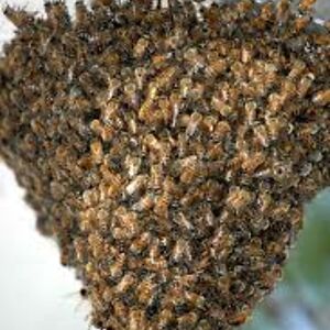 flute-trite-0x avatar