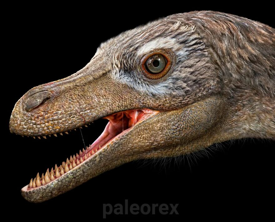 Velociraptor