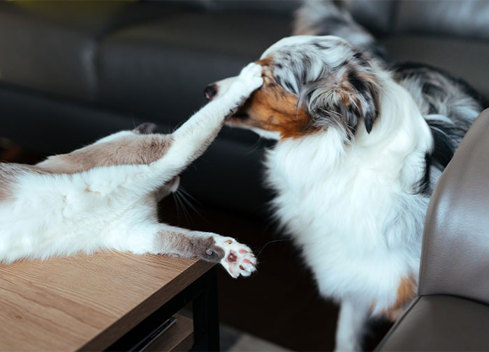 50 Wholesome Facts That Might Bring Some Sunshine To Your Day