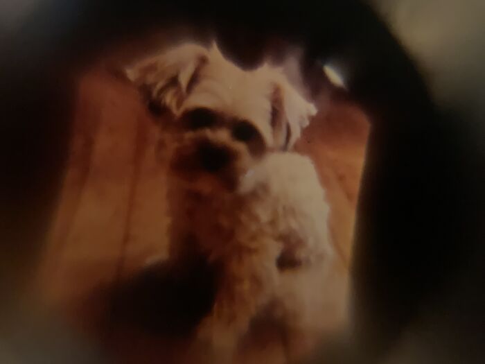 My Mom Gave Me This Bracelet. Inside You Can See A Picture Of My Little Dog