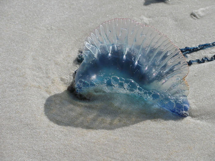 30 Of The Most Unusual, Most Mysterious, Or Just Weird Things Seafarers Ever Experienced During Their Journeys