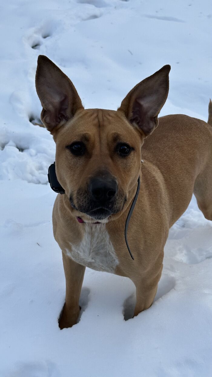 This Is My Baby Clair! Rescued At 6 Weeks She Is Now 2. She’s A German Shepherd American Staffordshire Terrier And Is Afraid Of Literally Everything