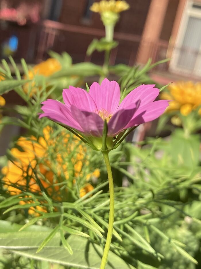 A Fragment Of My Outdoor Container Garden