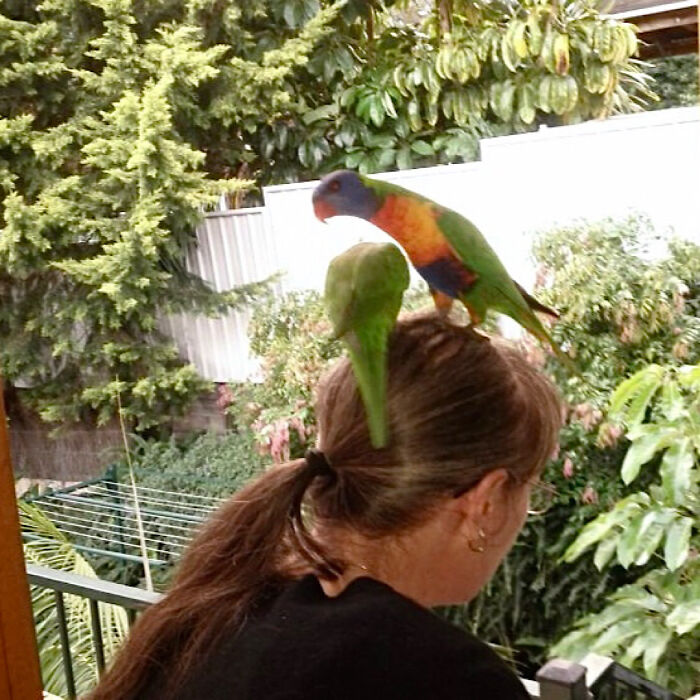 Lorikeets On My Head