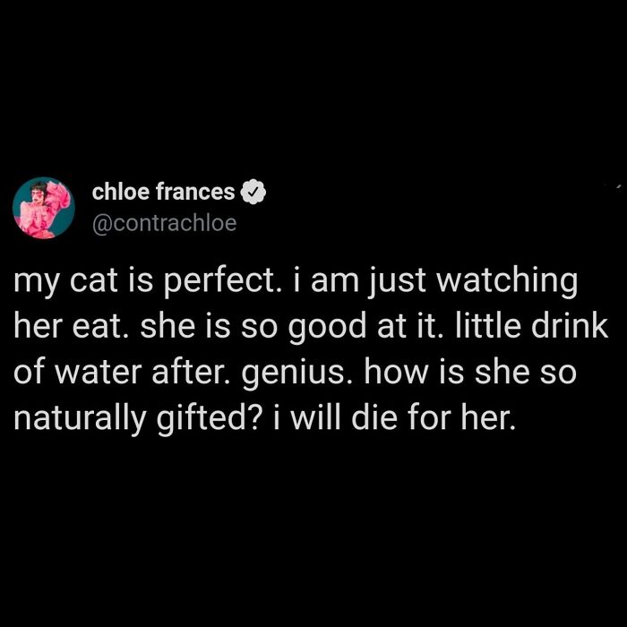 Funny-Cat-Jokes-Memes-Meow-Incorporated