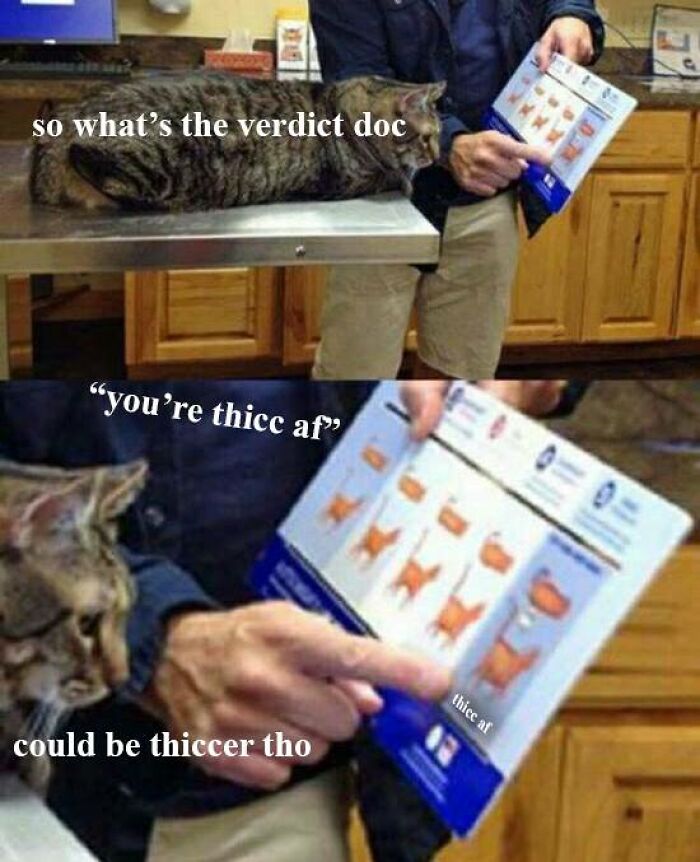 Funny-Cat-Jokes-Memes-Meow-Incorporated