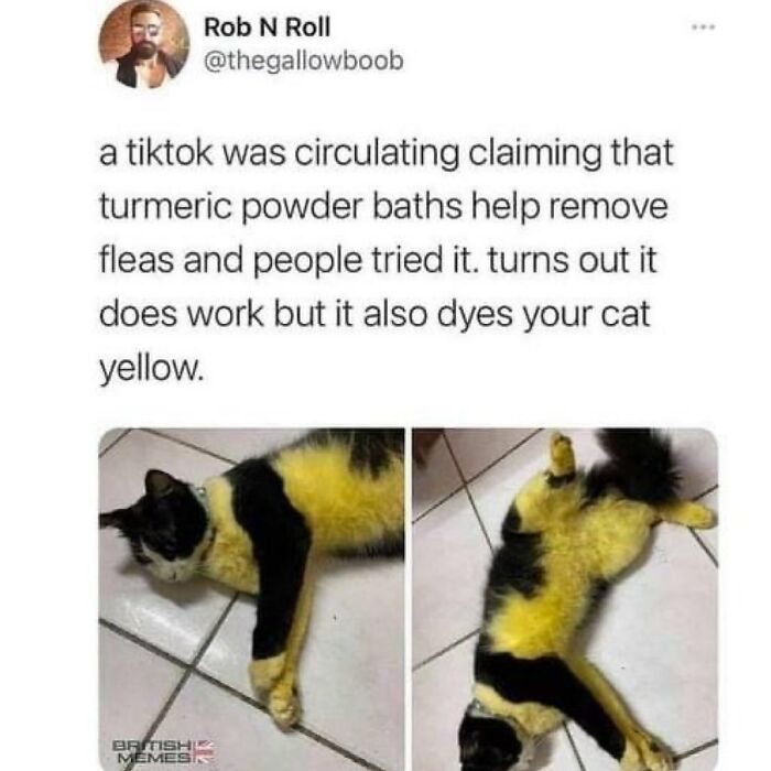 Funny-Cat-Jokes-Memes-Meow-Incorporated