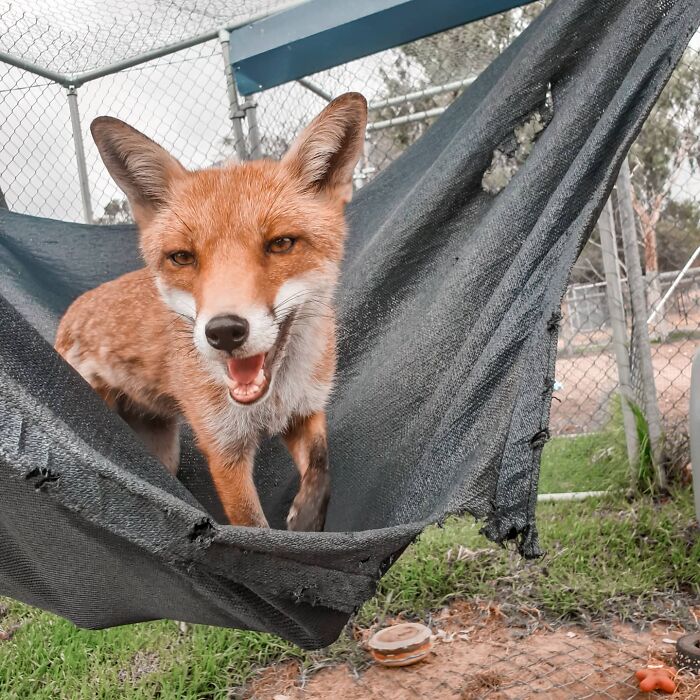 A Family-Run Farm Adopted A Rescue Fox That Has Formed An Inseparable Bond With An 11-Year-Old Girl