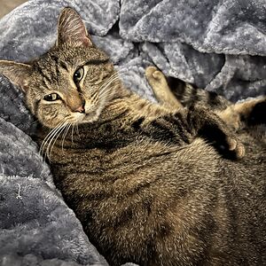 margaretborgula avatar