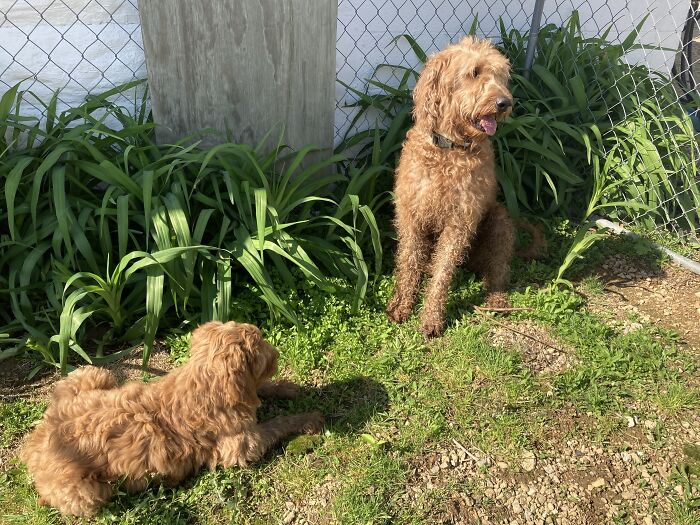 Precious Puppies (Owners Found)