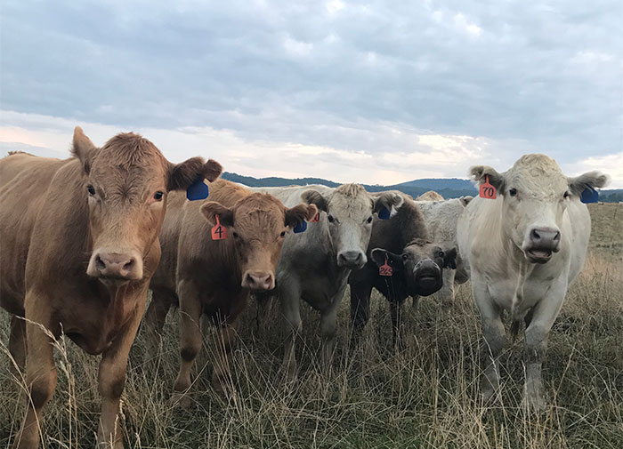 ¿Cuál es el dato más reconfortante que conoces?: Aquí hay 30 respuestas que mejorarán tu día