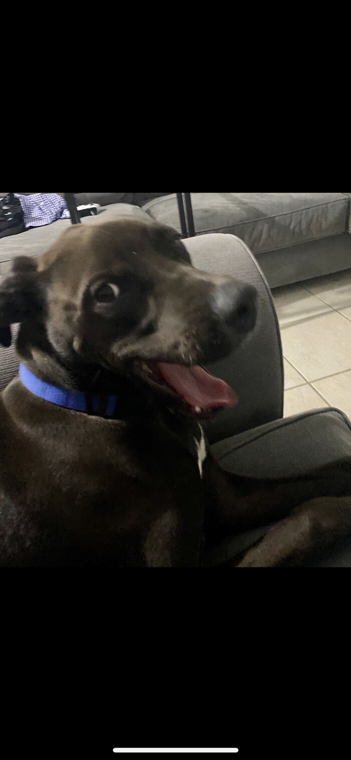 My Dog Rollie In Mid Yawn