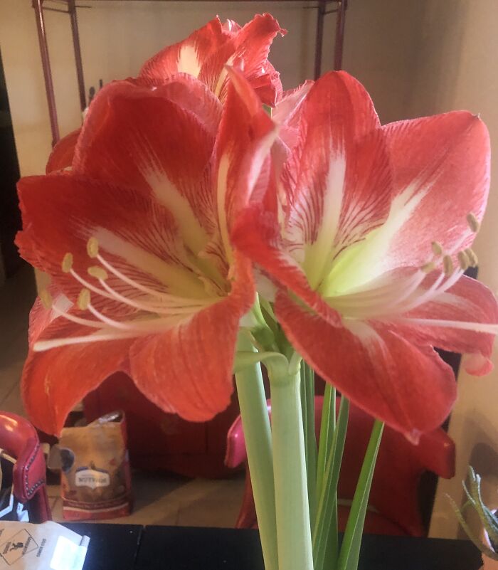 My Christmas Amaryllis Had 6 Blooms!
