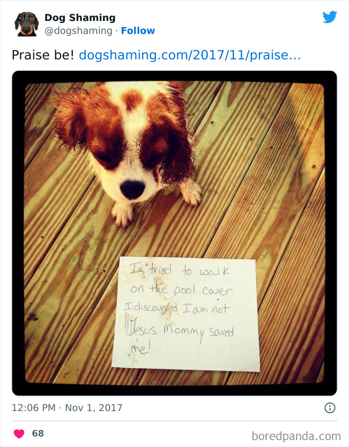 Funny-Dog-Shaming-Pics