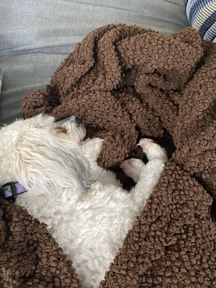 Wellll…according To My Phone My Dog Is A Stuffy.does That Count?