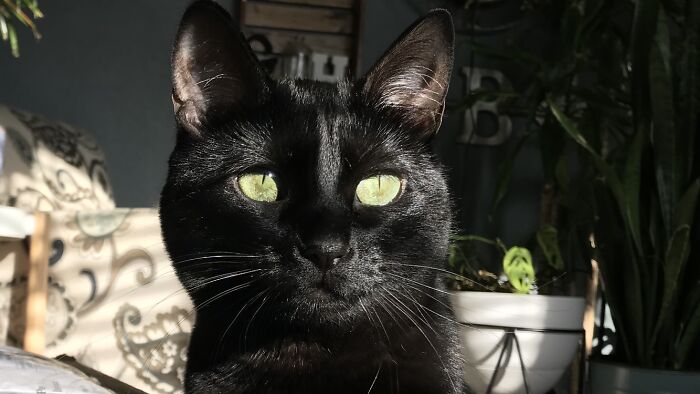 Po. Our Only Halloween Decoration