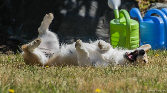 My Derpy Girl, Piper