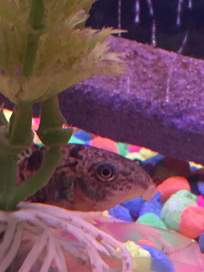 Pepper The Peppered Corydora