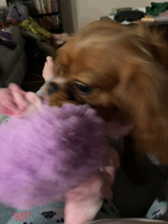 Tried To Get A Good Pic Of Willow Playing With Her Toy Fish…oh Well