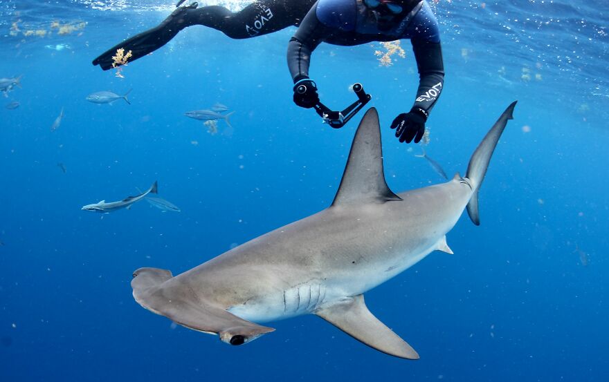 Underwater Videographer Gets Up Close With Apex Predators