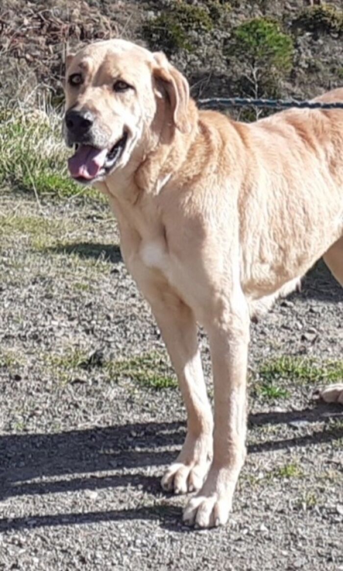 We Teach New Dogs, Using Old Tricks, At The Adana Dog Rescue Centre We Teach New Dogs, Using Old Tricks, At The Adana Dog Rescue Centre