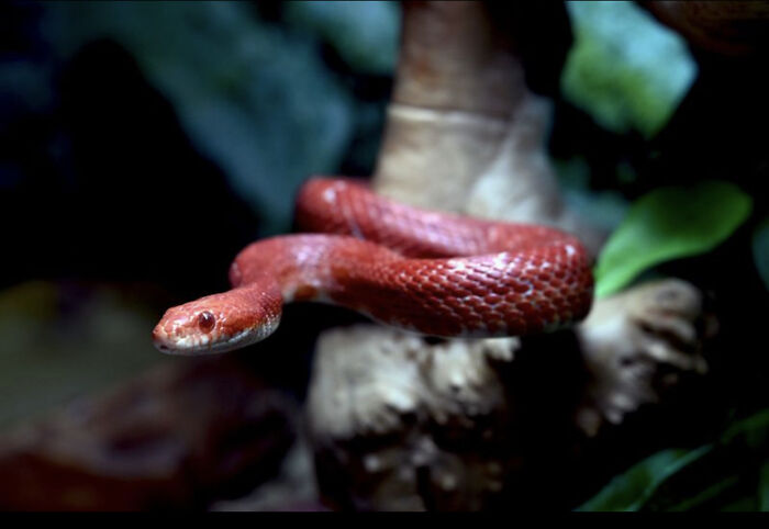 Meet My Noodle Friend Chuckie