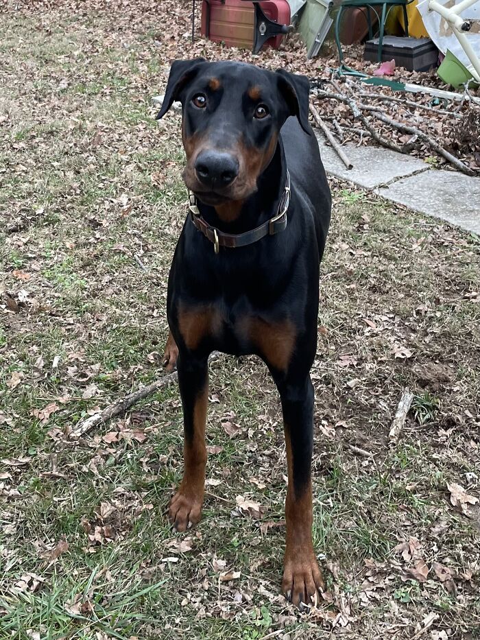 Dobbie Adopted At 9 Mths