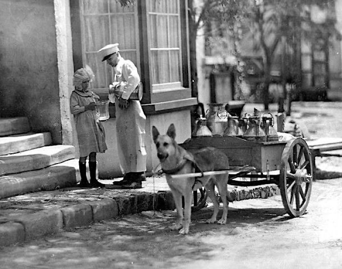 Reparto de leche en carro de perros, Studio City, California, alrededor de 1910