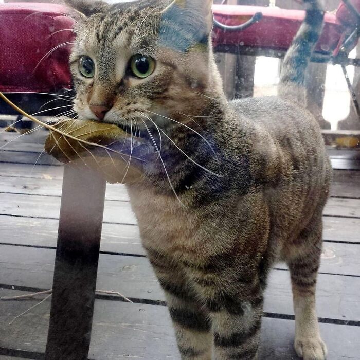 Have You Ever Gotten A Gift From The Cat?