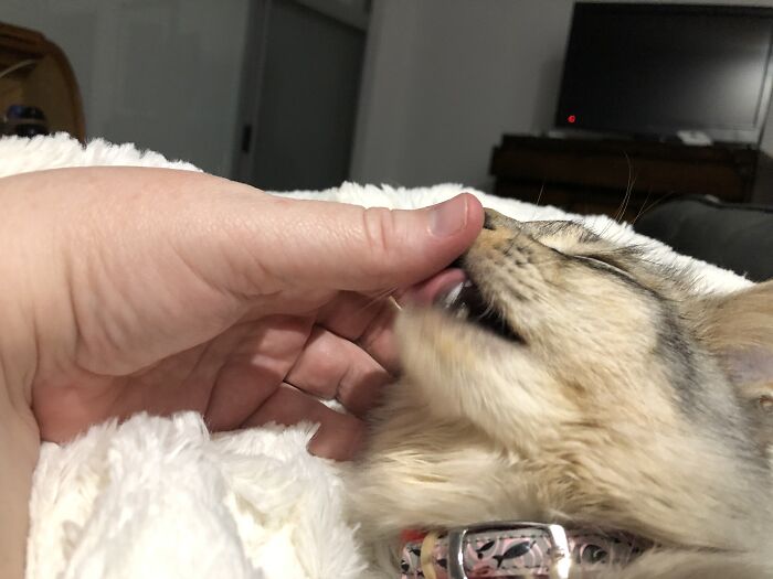 Warm Up To Biting The Hand That Feeds You… Licking It…