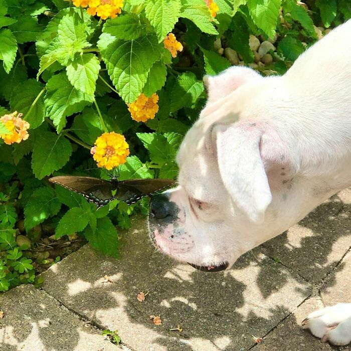 Dog sniffing a butterfly