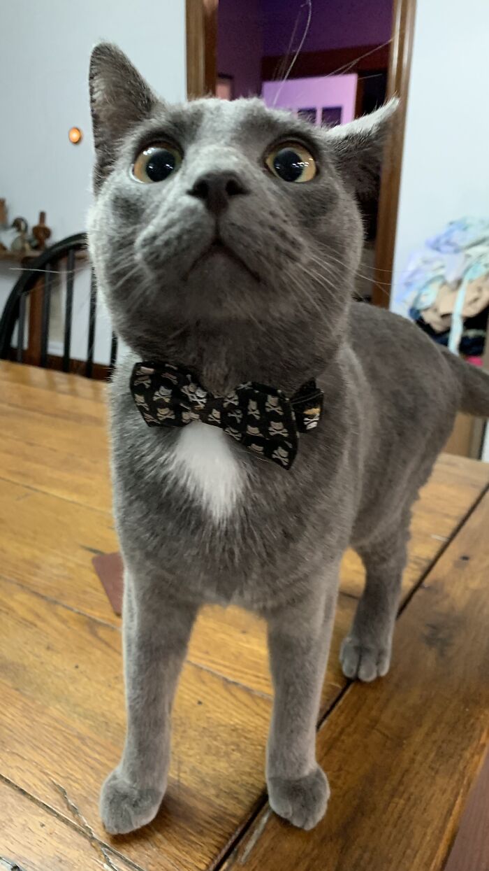 Evan Got A New Collar. He Also Pounced My Head After I Took This Photo