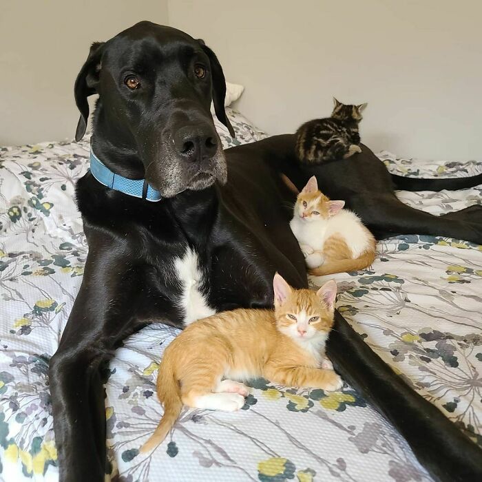 Corbin, The Kitten Whisperer, Surrogate Mom, Foster Dad. He Is Happiest When He's Covered In Kittens