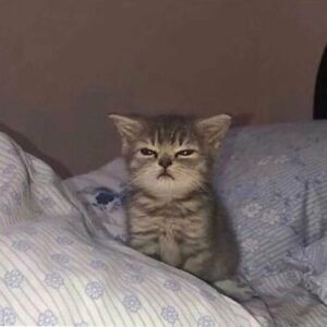 elin_stenquist avatar