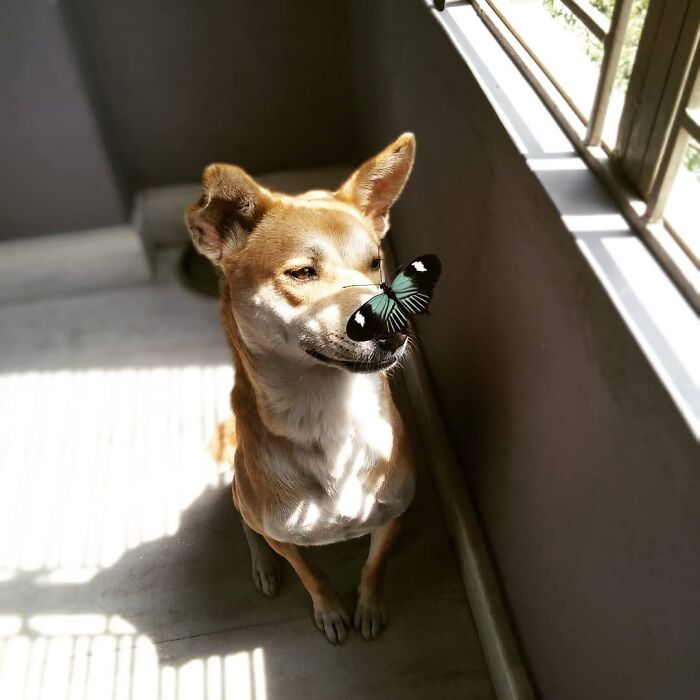 Dog with butterfly on his nose